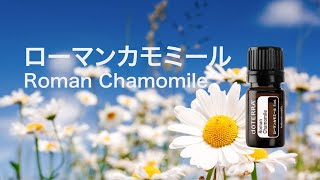 ローマンカモミール - doTERRA TIMES