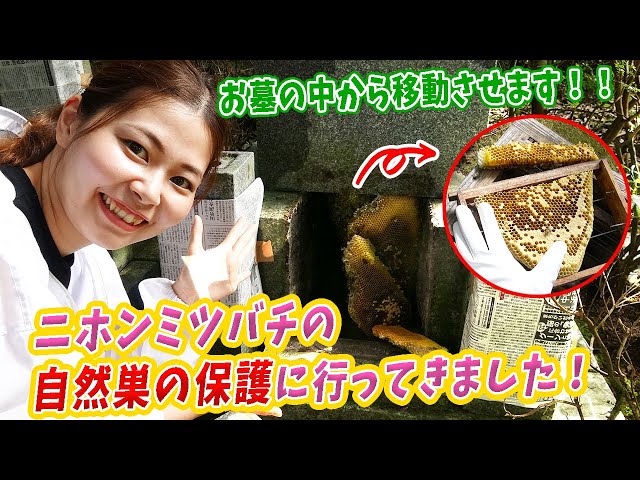 How to move wild Japanese honeybees into a man made hive - YouTube
