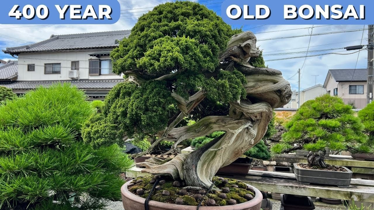Discover The Ancient Beauty Of A 400 Year Old Bonsai Masterpiece