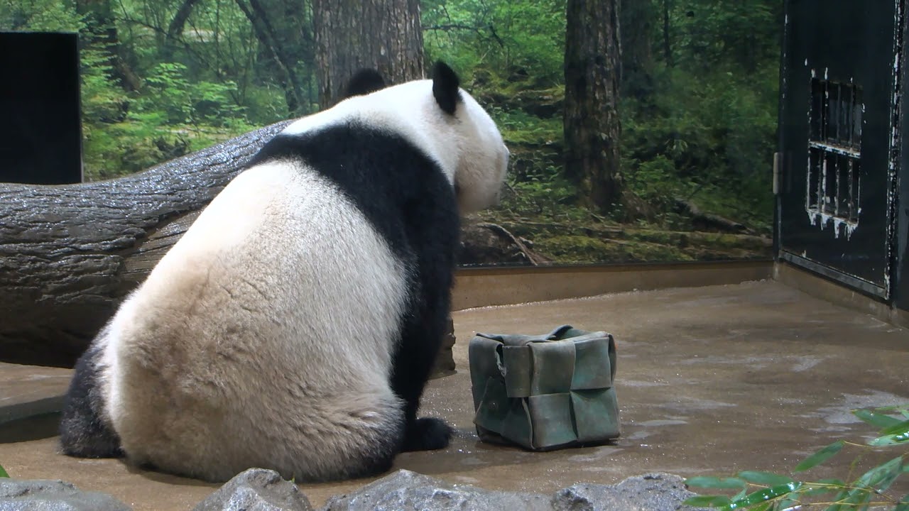 ジャイアントパンダのようす 2025年04月21日撮影 - YouTube