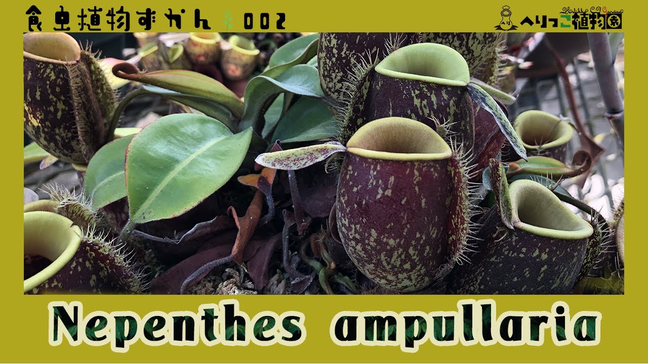 食虫植物図鑑#002】Nepenthes ampullaria * ネペンテス アンプラリア