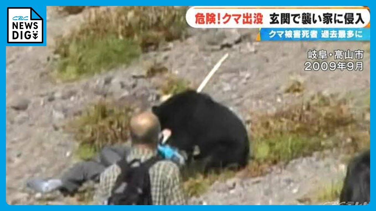 Bear attacks tourists, injuring nine people. A man was attacked