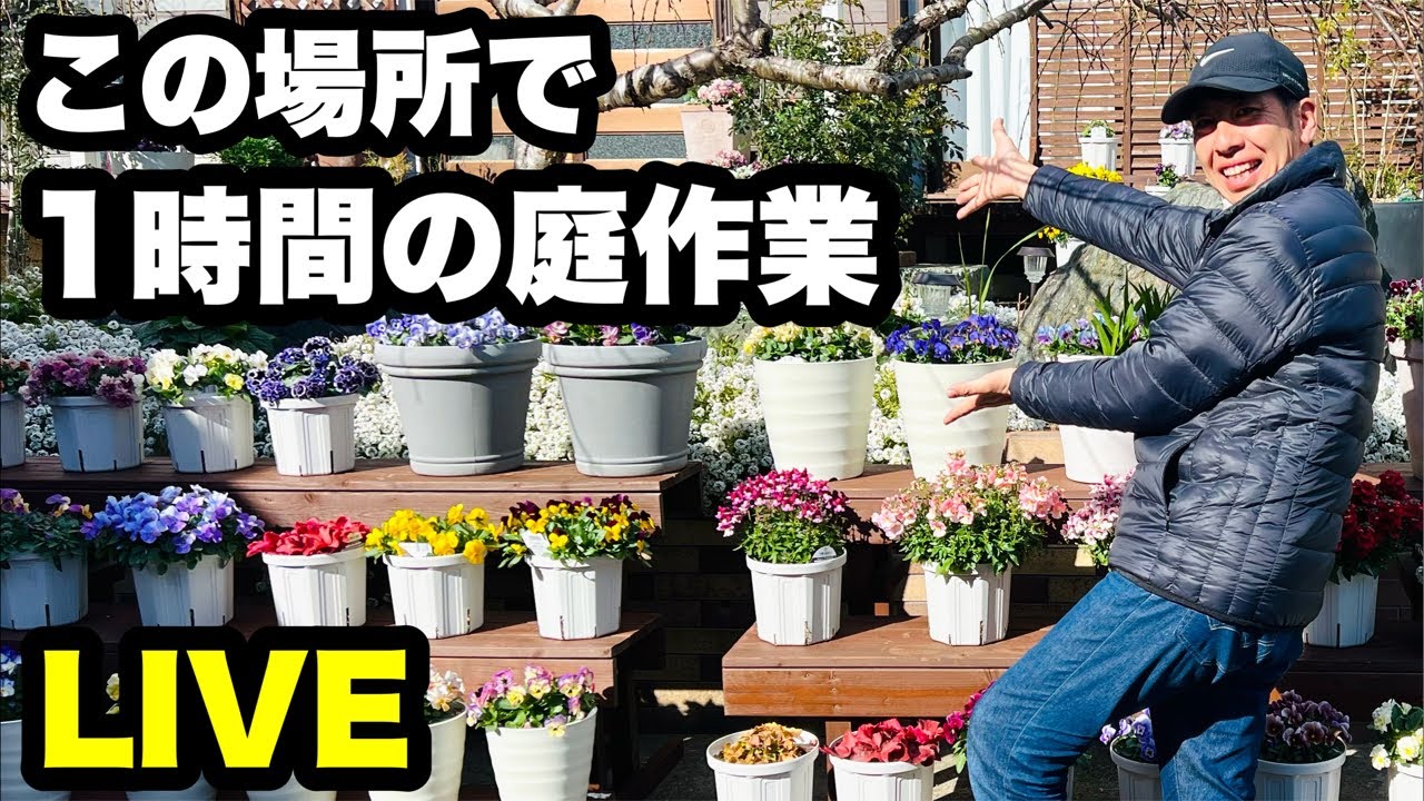 ◇1時間の庭作業をYouTube LIVEで…絶対見ないでねっ🩷 - YouTube