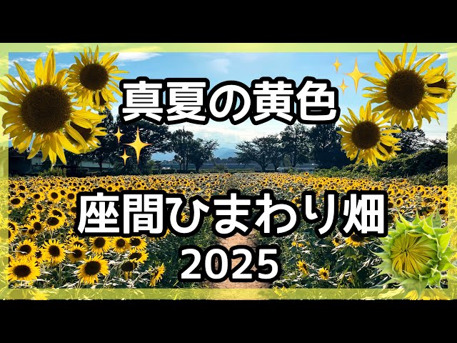 Zama] Midsummer Yellow 🌻 Zama Sunflower Fields 🌻✨ 2025 - YouTube