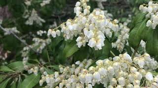 アセビ（馬酔木）（2023年3月9日） - YouTube