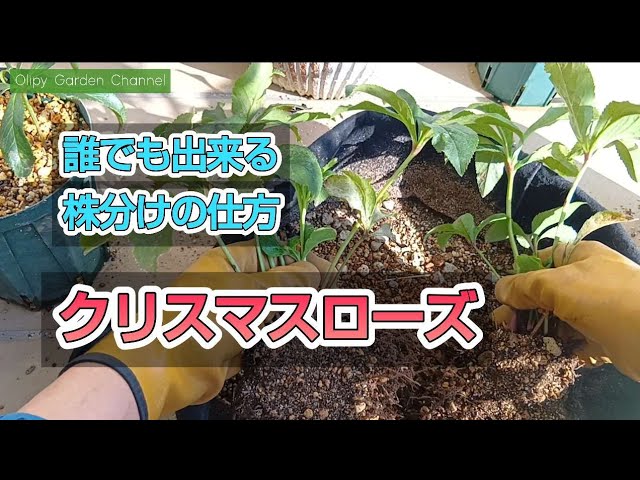 クリスマスローズの増やし方】株分けの仕方！この動画を見れば誰でも
