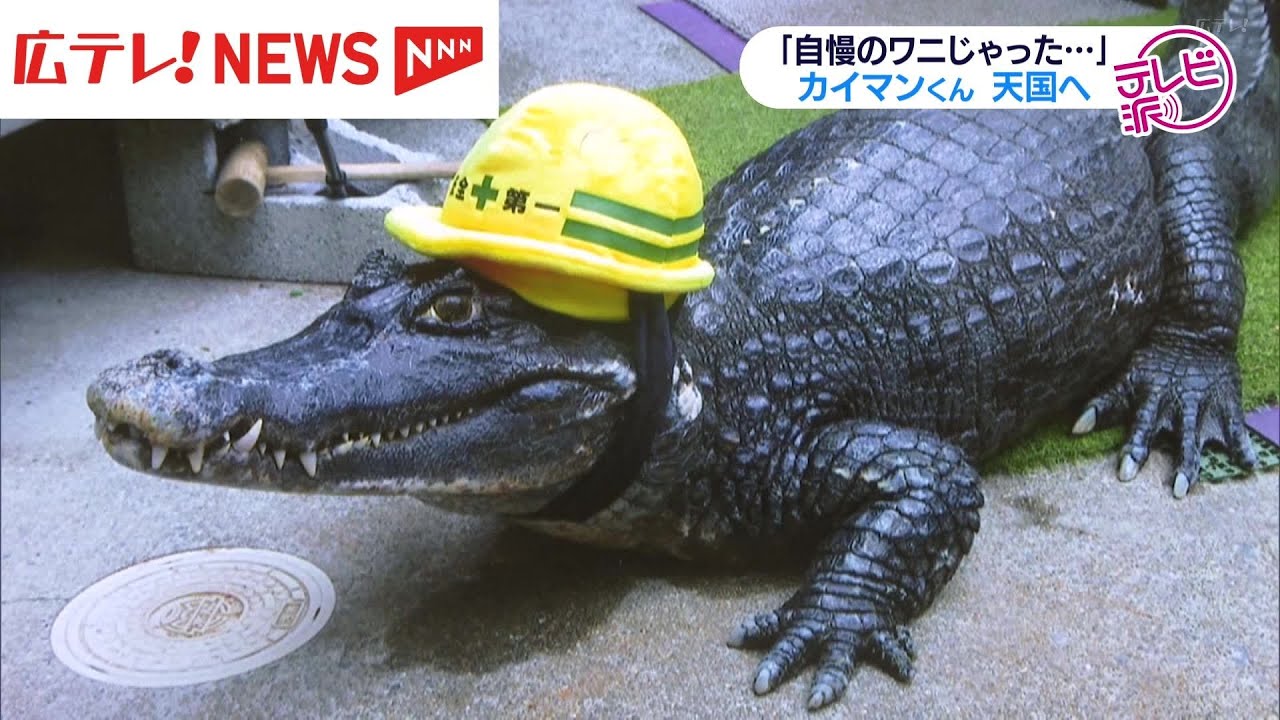 43年連れ添った飼い主が涙・・・ ワニのカイマンくん死ぬ 広島・呉市