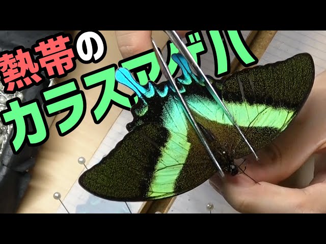 昆虫標本】海外のカラスアゲハ、軟化展翅します！！【蝶の標本】 - YouTube