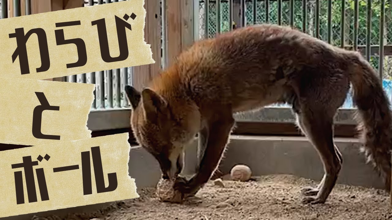 キツネのわらびにボールあげてみた Warabi, the Fox getting a ball