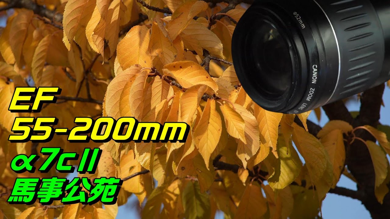 20年前の古いEFレンズと最新ミラーレスカメラα7CⅡで撮る紅葉の馬事公