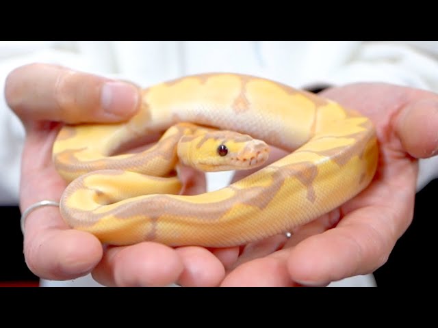 I bought a super cute ball python worth 1 million yen - YouTube