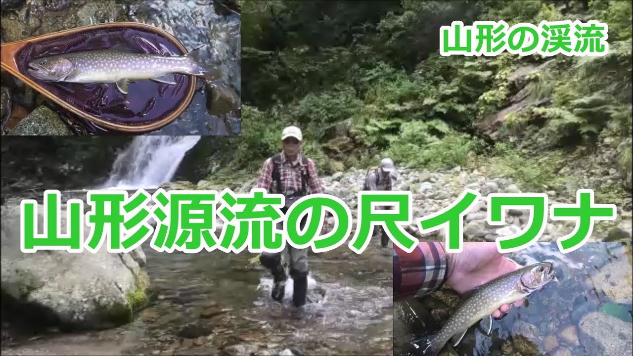 山形源流の尺イワナ / ｲﾜﾅ30・31cm ～山形の渓流～ / みちのく釣りの旅