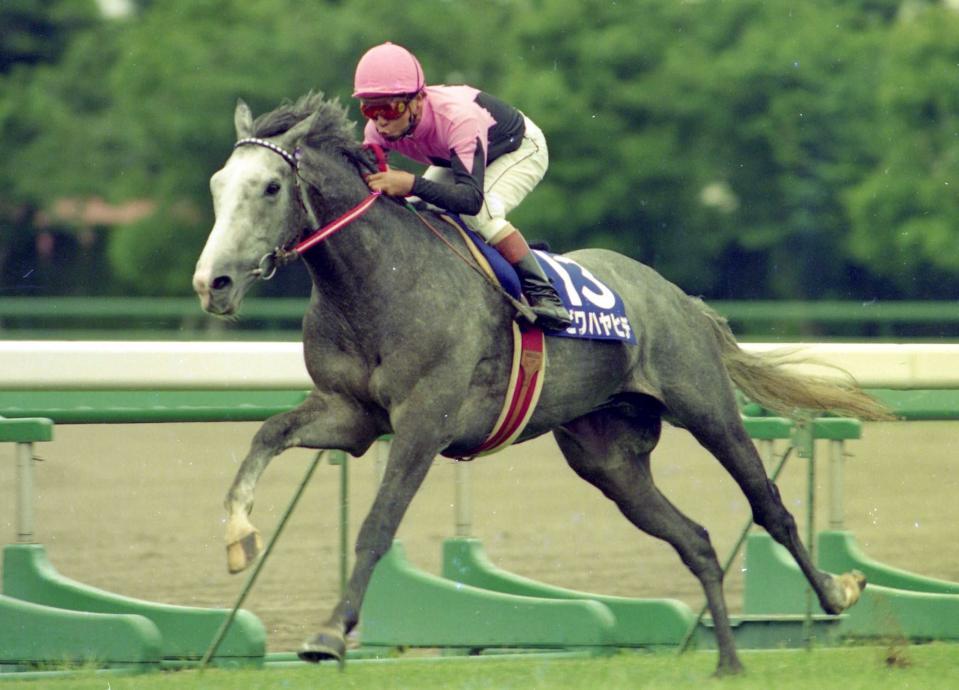 G1・3勝馬ビワハヤヒデ死す 93年菊花賞馬/競馬・レース/デイリー