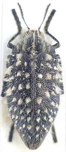 julodis | eBay