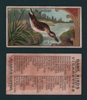 1889 Allen & Ginter - N13 Game Birds Tobacco Cards - U Pick | eBay