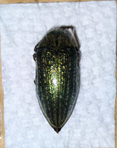 julodis | eBay