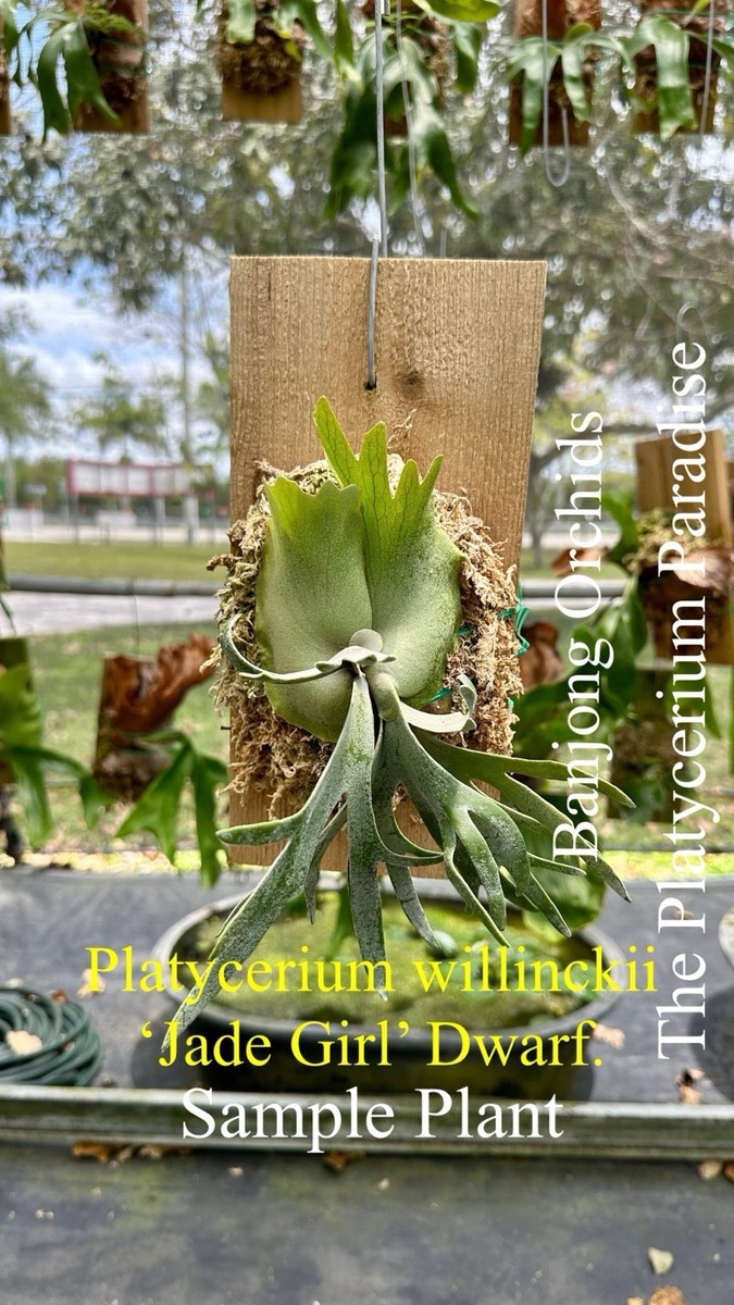 ESTABLISHED Staghorn Fern Platycerium willinckii 'Jade Girl' (Java