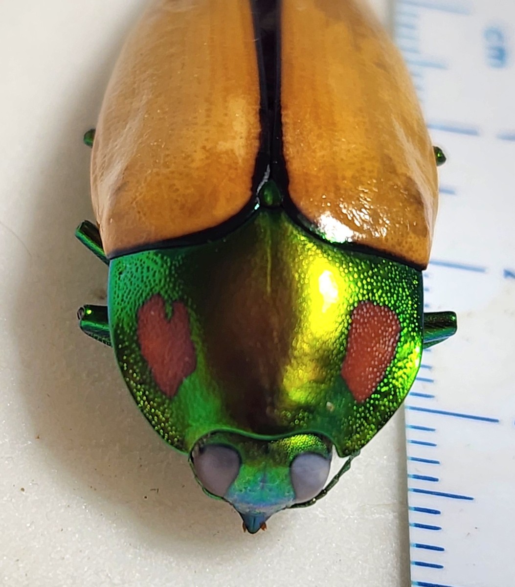 標本 Australia Calodema regale 42mm 標本 Australia Calodema regale