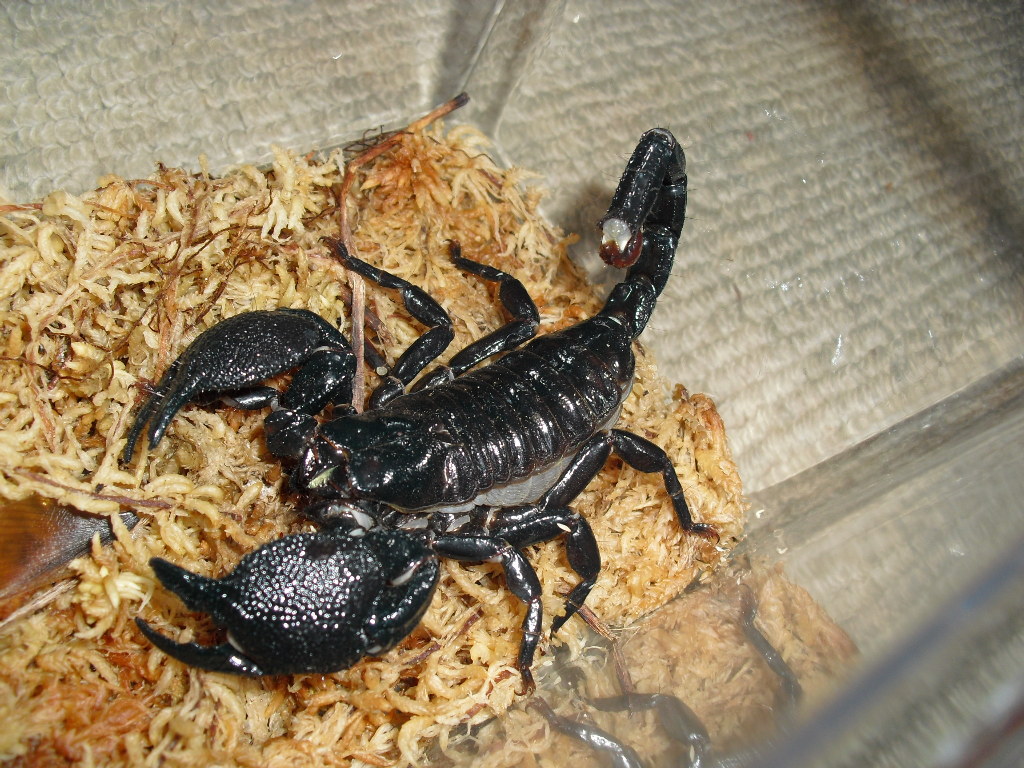 ダイオウサソリ、アジフォの飼育方法｜虫の森