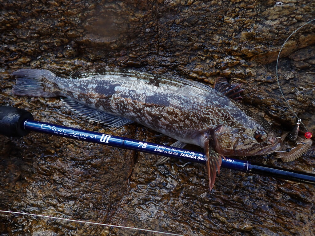 ヤマガの新作「ブルーカレントⅢ78＆78/B」でロックフィッシュを楽しむ