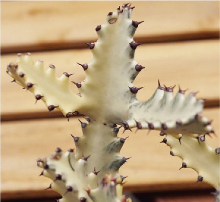 ホワイトゴースト】の紹介ページ｜E-TANIKU（イータニク）