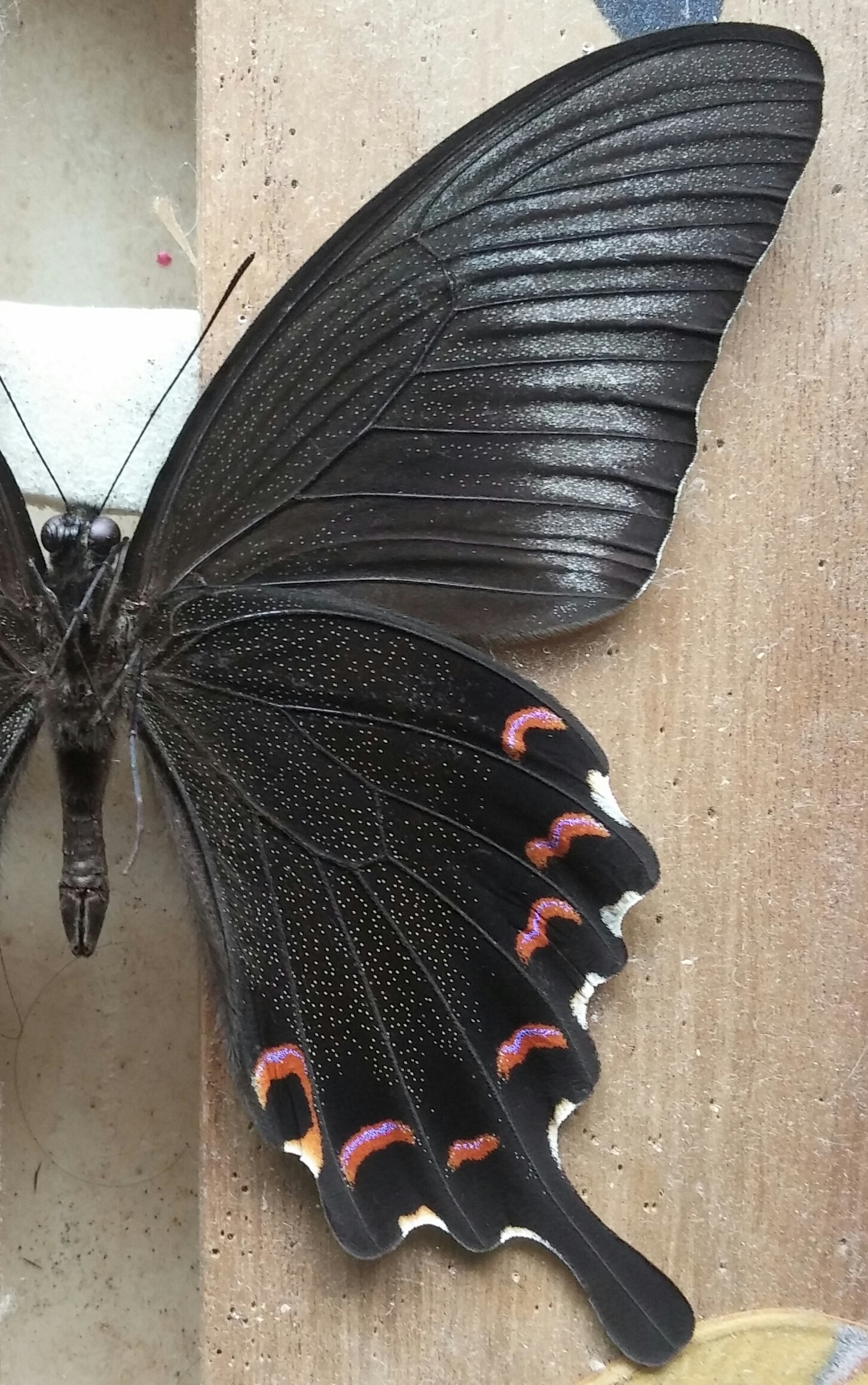 台湾の蝶17 タカサゴカラスアゲハ | 蝶に魅せられた旅人