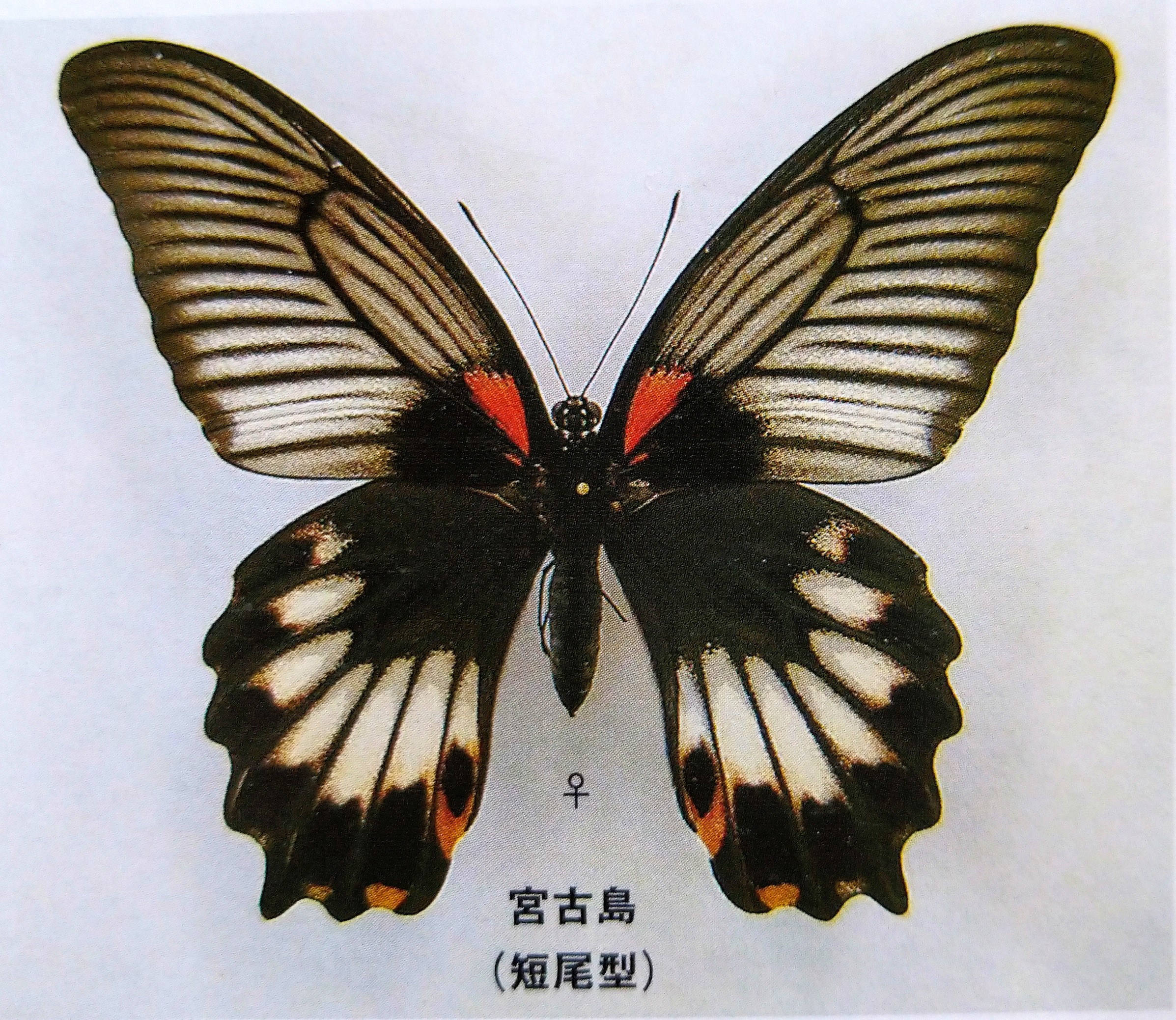 奄美迷走物語 其の13 | 蝶に魅せられた旅人