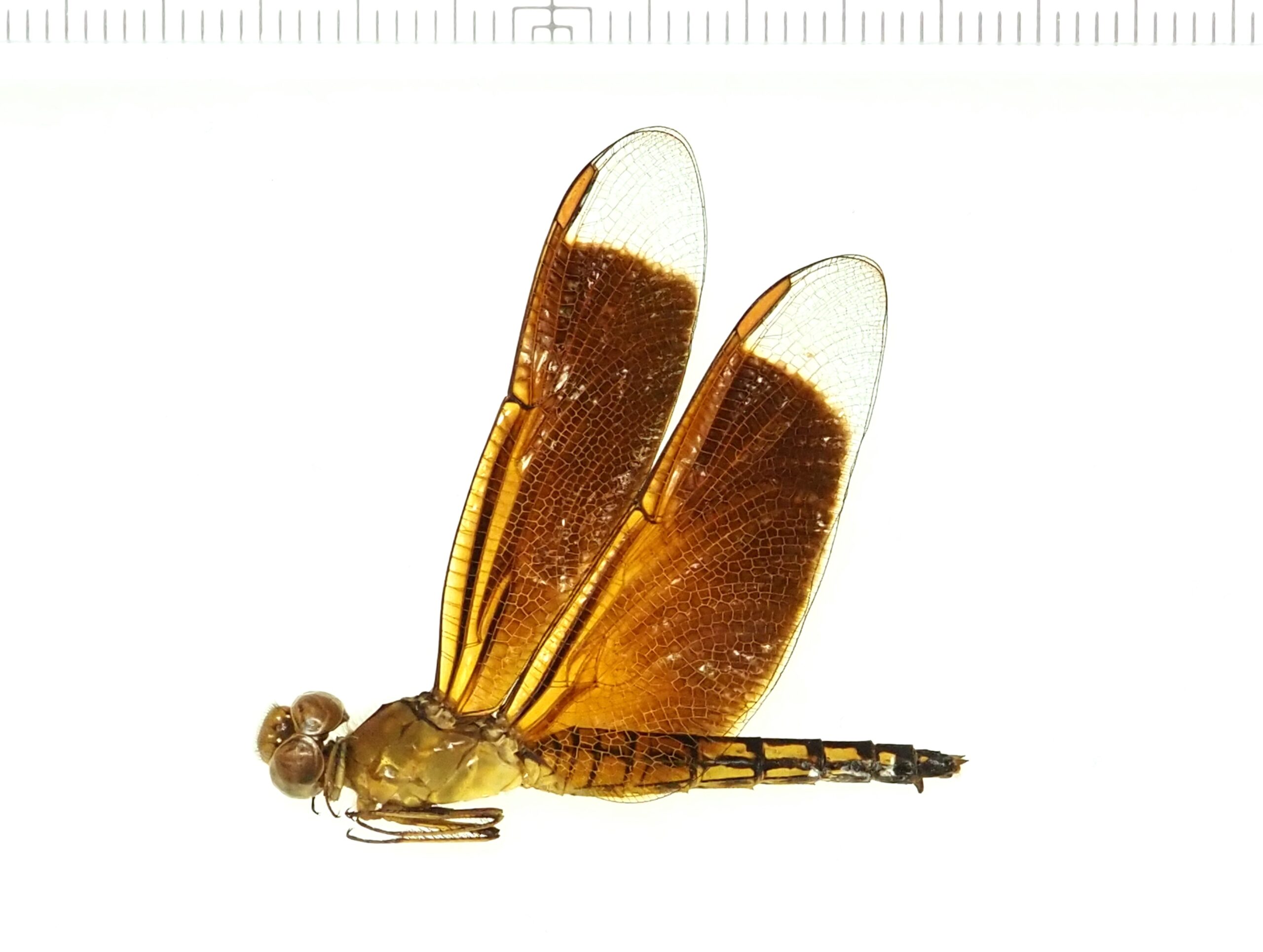 アカスジベッコウトンボ Neurothemis ramburii - お気軽Webトンボ図鑑