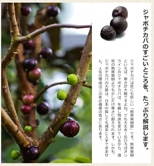 レッドハイブリッド ジャボチカバ 大葉系の特徴と育て方 | 苗木部の