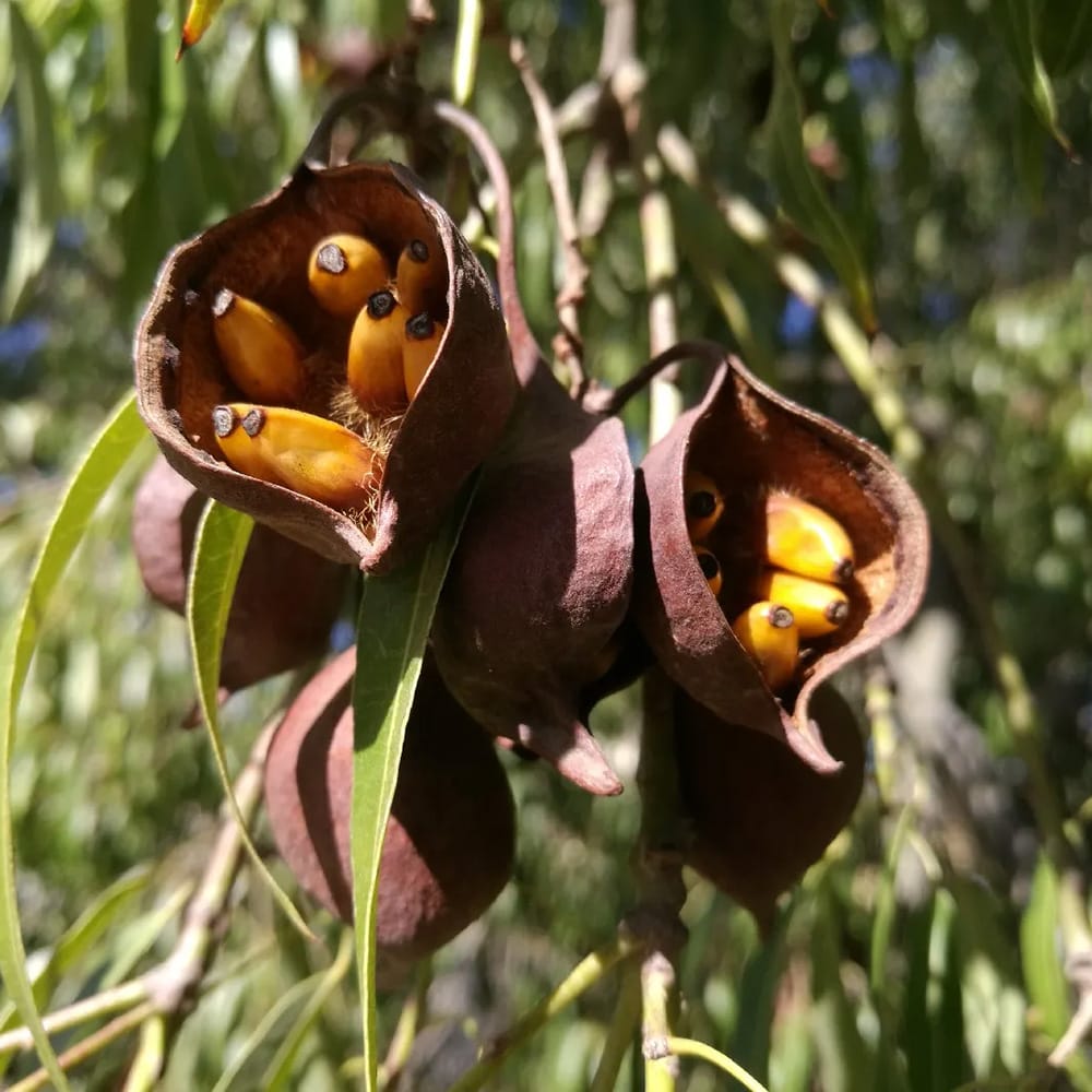 ボトルツリー ブラキキトン の特徴と育て方 | 苗木部の部室 〜苗木
