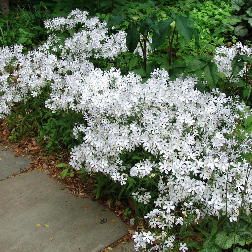 Phlox divaricata - May Breeze Wild Sweet William - Sugar Creek