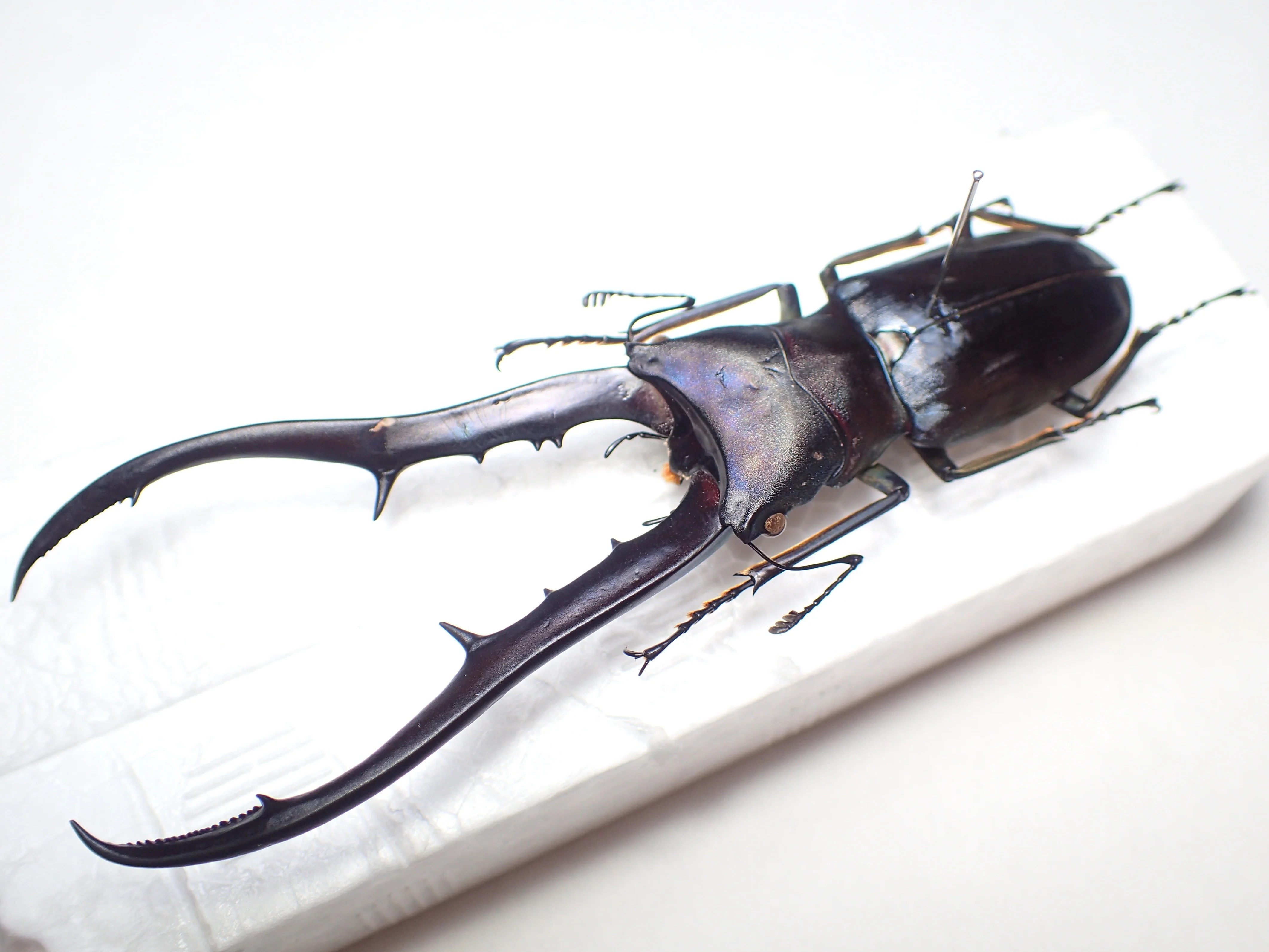 標本】ペレン島が染め上げた青いメタリフェル | わたくわの飼育記