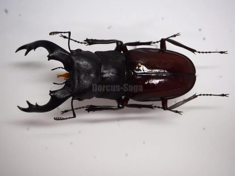 クワガタ標本 | Dorcus-Saga