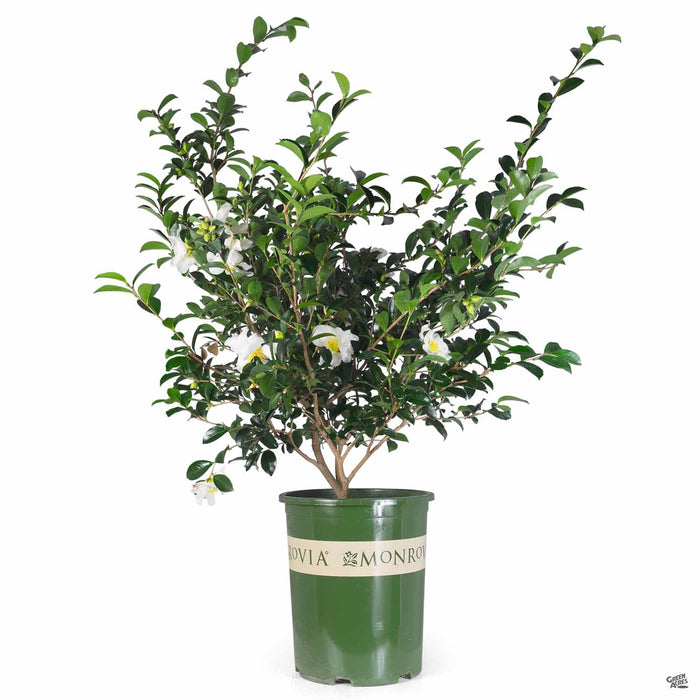 Camellia s. 'Setsugekka' | Monrovia — Green Acres Nursery & Supply