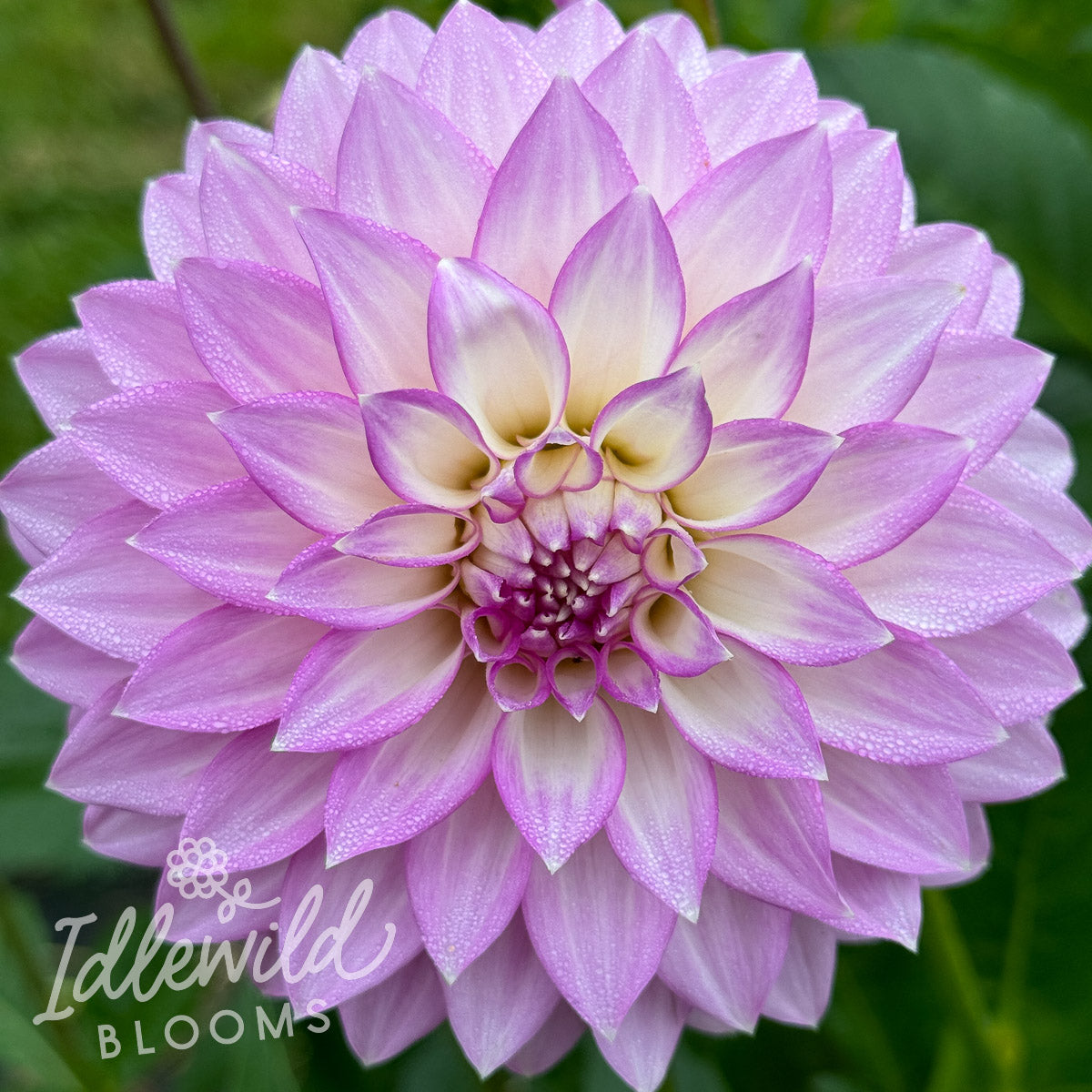 Clearview David Dahlia Tuber | Clearview David Flower Bulb