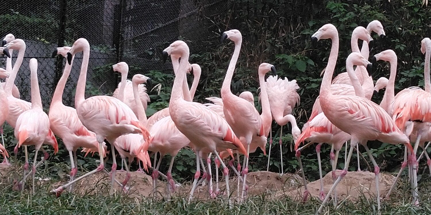 チリーフラミンゴ | 【公式】池田動物園