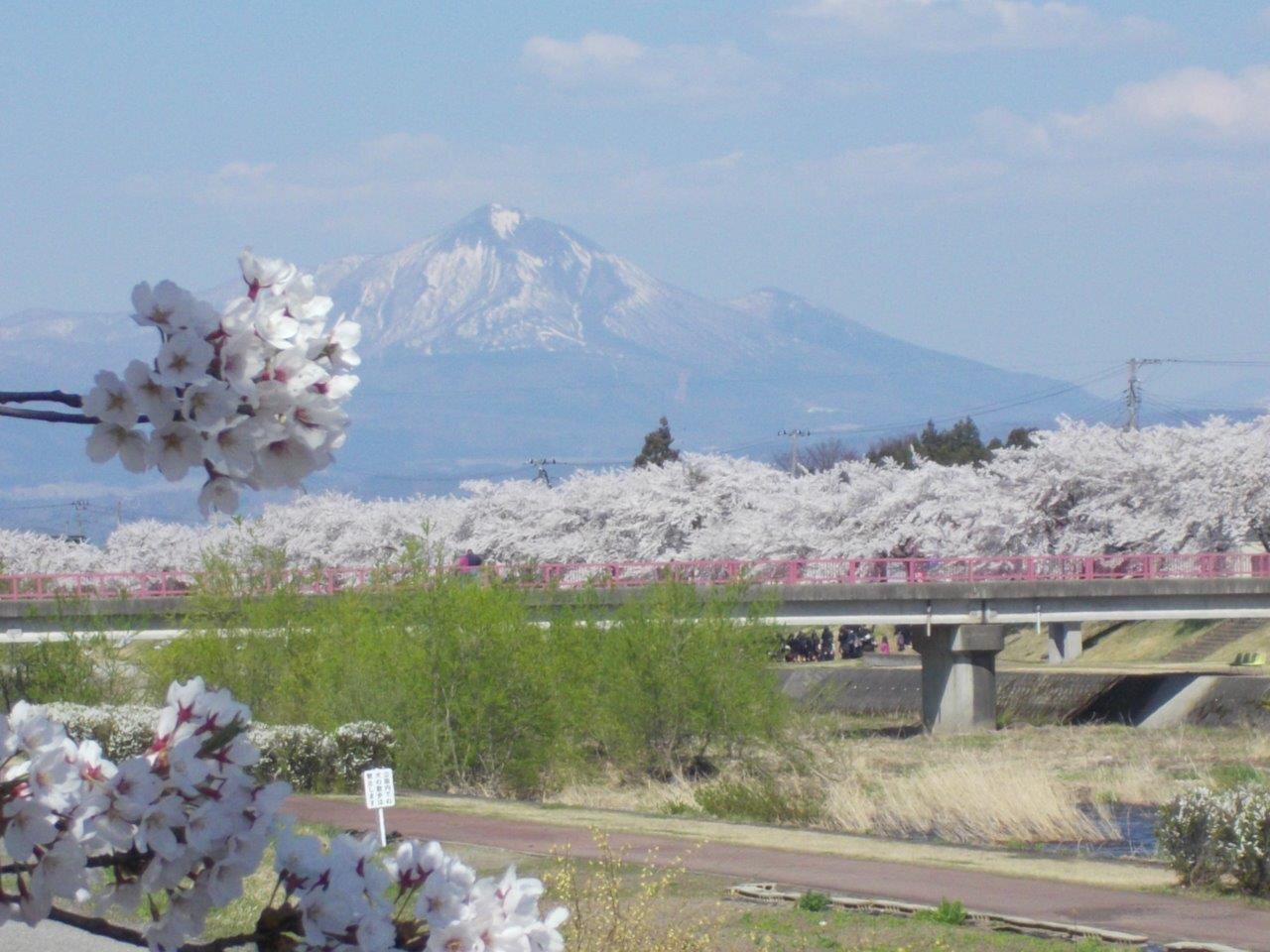 宮川千本桜（大沼郡会津美里町） - お花見2026 - ウォーカープラス