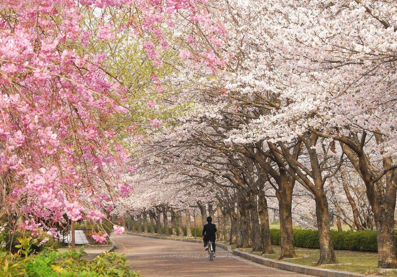 七谷川・和らぎの道の桜（亀岡市） - お花見2026 - ウォーカープラス