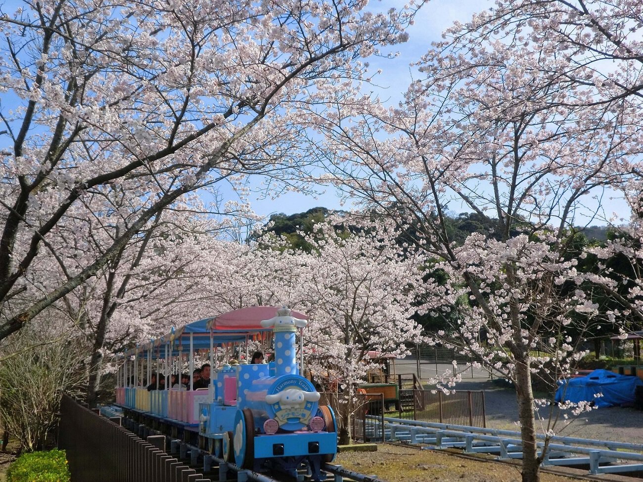 ハーモニーランドの桜（速見郡日出町） - お花見2026 - ウォーカープラス