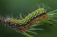 イザベラミズアオ の写真・イラスト素材