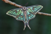 イザベラミズアオ の写真・イラスト素材