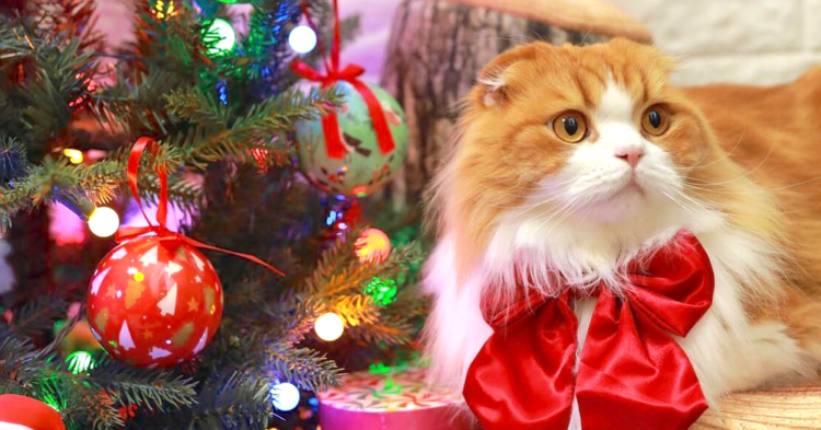 人気インスタグラマーさんが教えてくれた！ 愛猫と一緒にクリスマスを