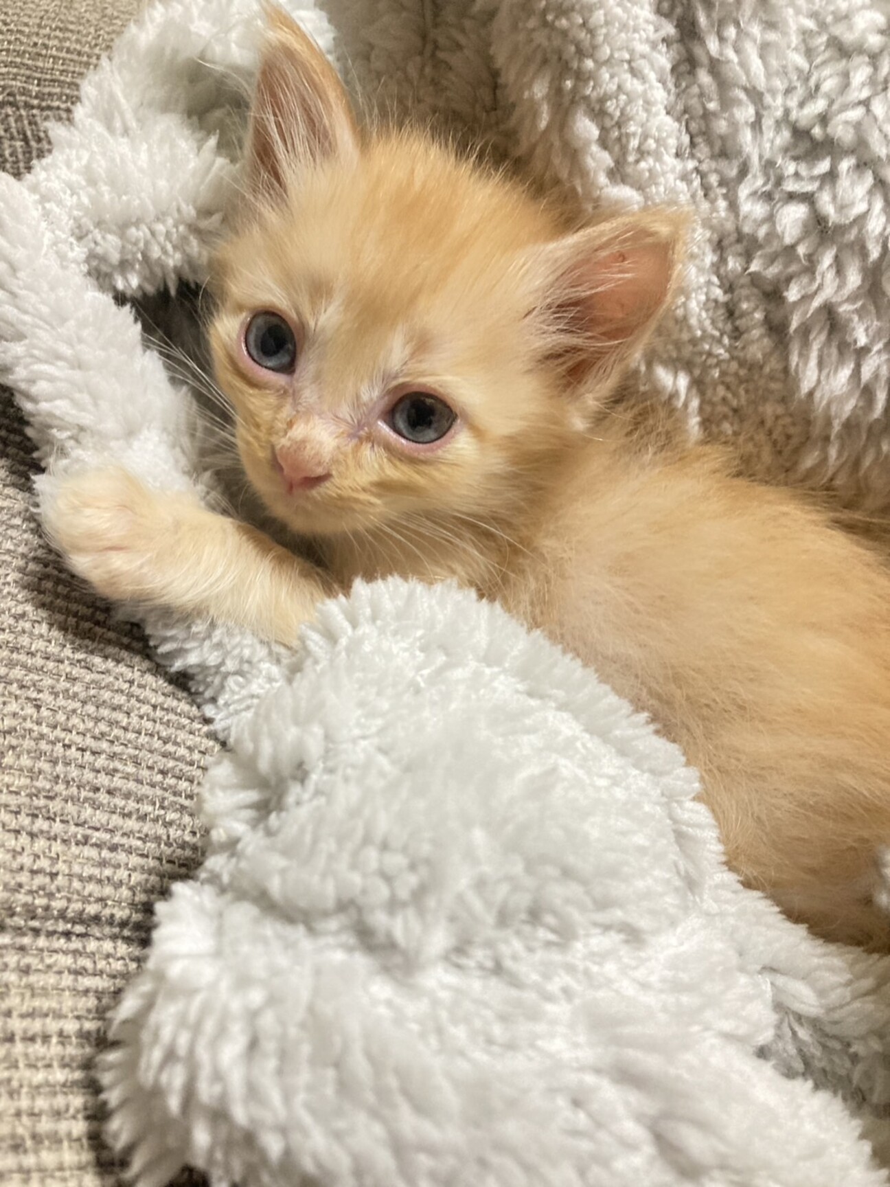 茶トラん」長野県 - 猫の里親募集(502248) :: ペットのおうち【里親