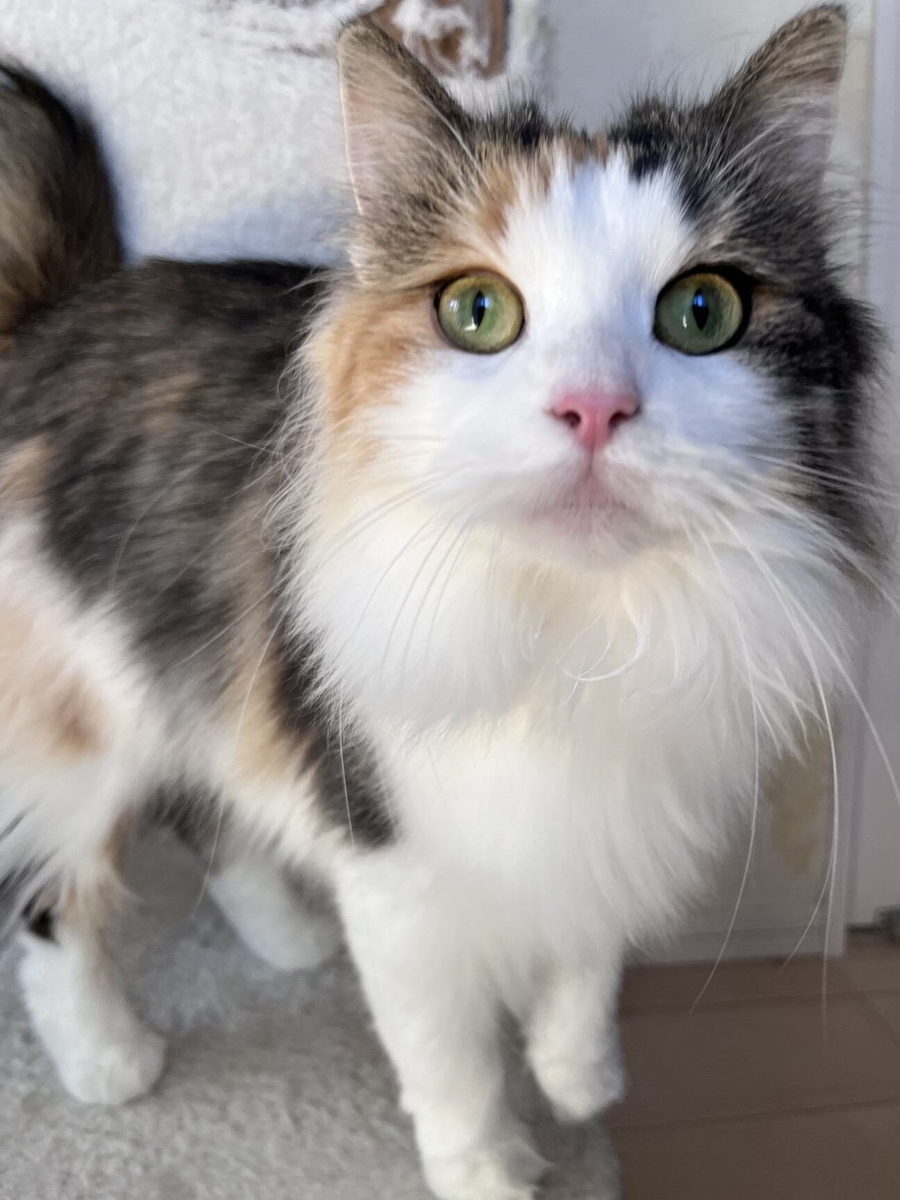 おてんば三毛猫、美猫ちゃ」埼玉県 - 猫の里親募集(504789) 1枚目の