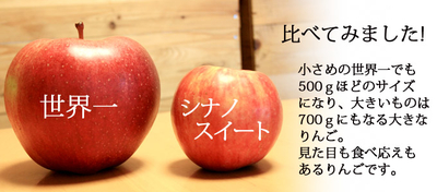 送料無料】青森県産りんご 世界一 ほほえみ（訳あり） 約5kg（8-14個