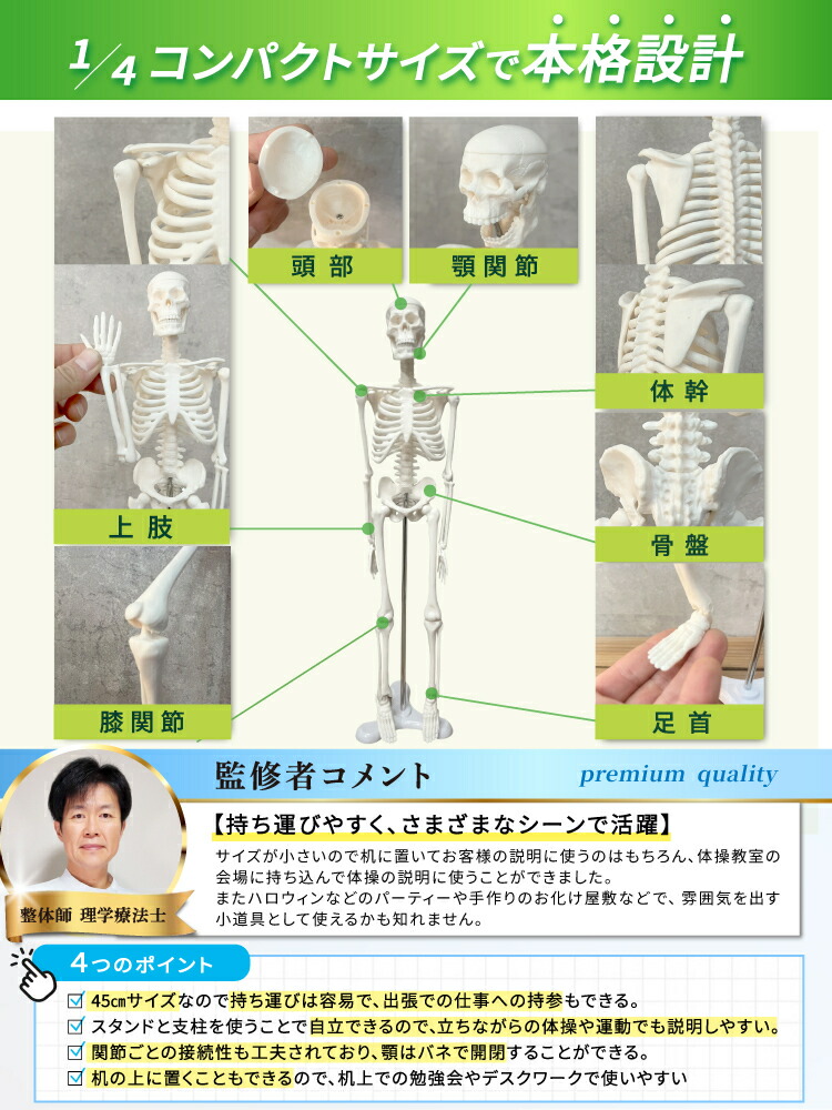 楽天市場】【理学療法士 × 整体師 監修】 人体骨格模型 ミニ 45cm 1/4
