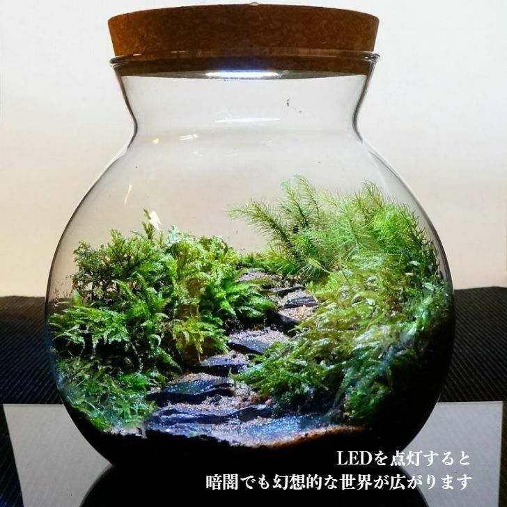 楽天市場】【完成品】LEDライト付 ボトルテラリウム 16cm 苔テラリウム