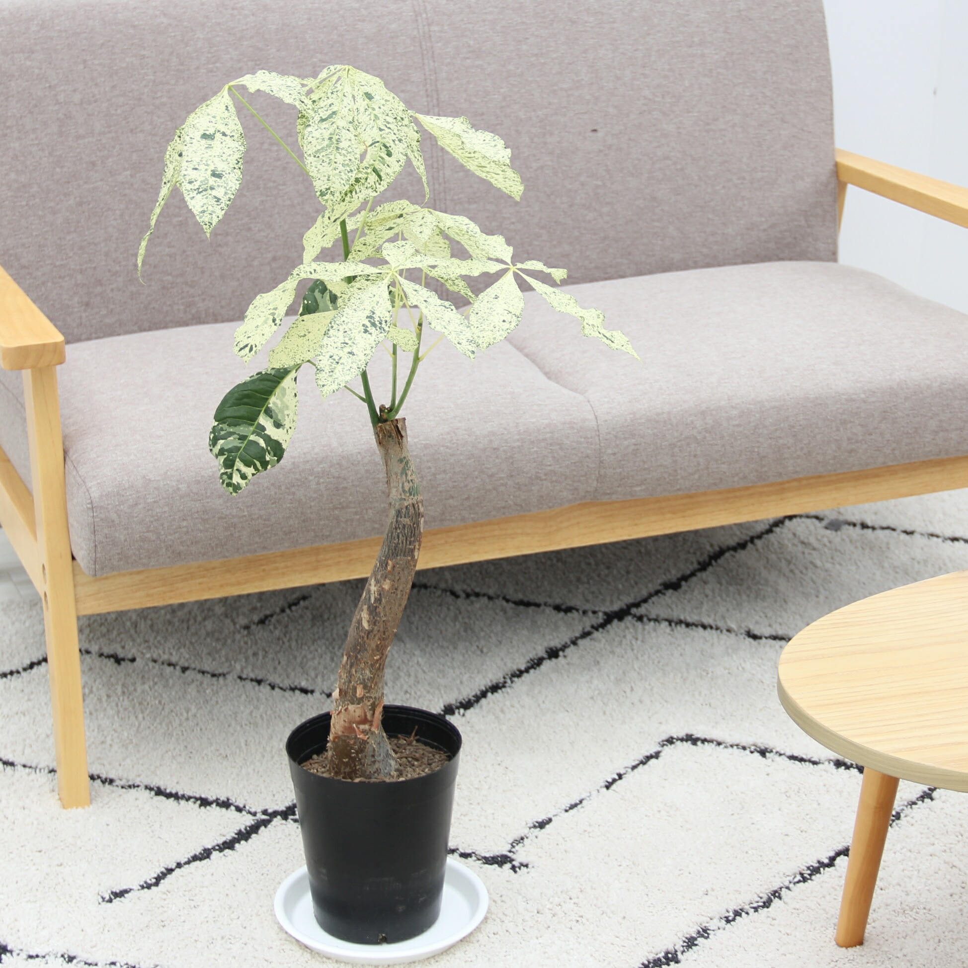 楽天市場】『斑入りパキラ ミルキーウェイ 6号サイズ』お祝い 開店祝い