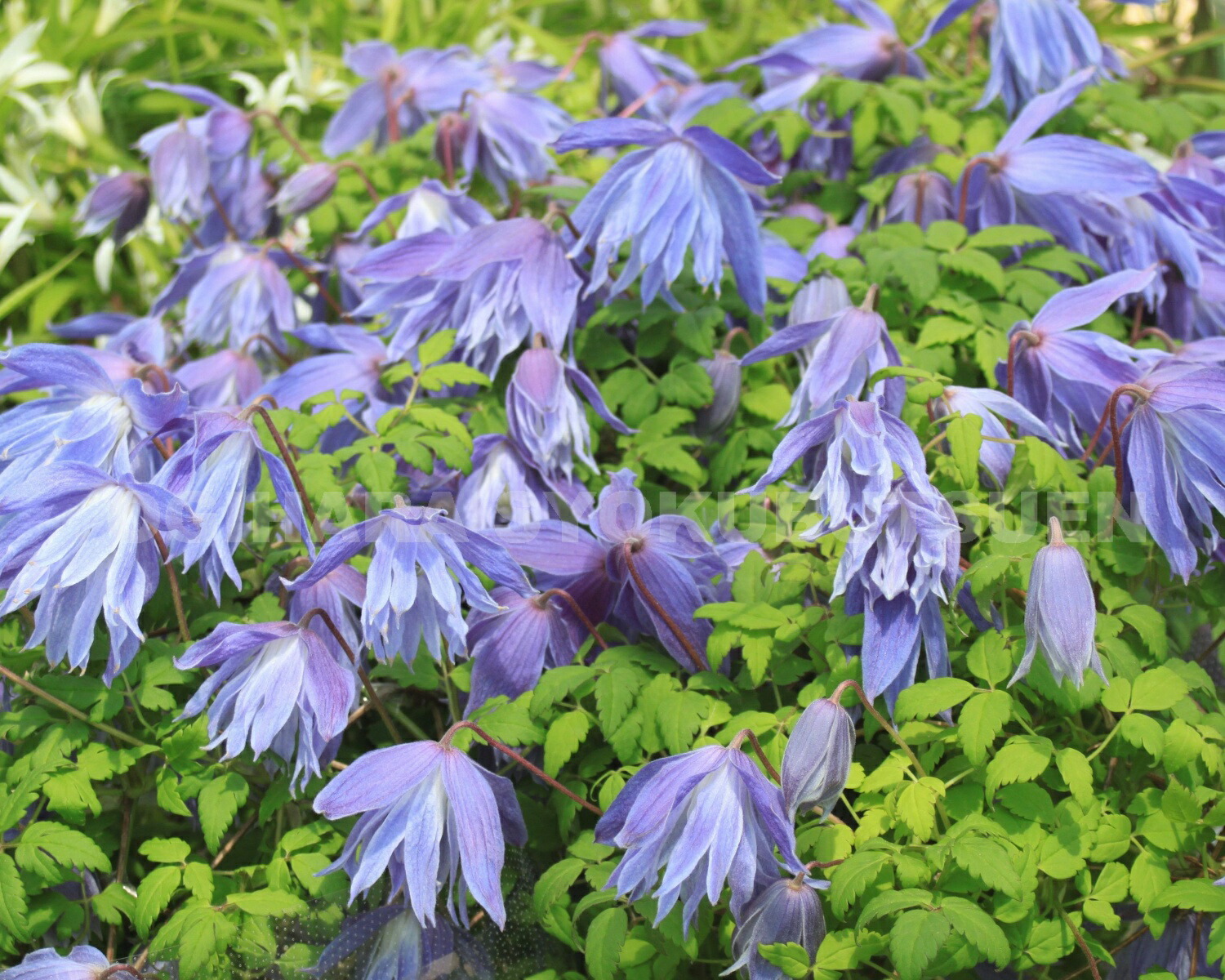 楽天市場】クレマチス マクロペタラ 'ウェッセルトン' 開花鉢 : お