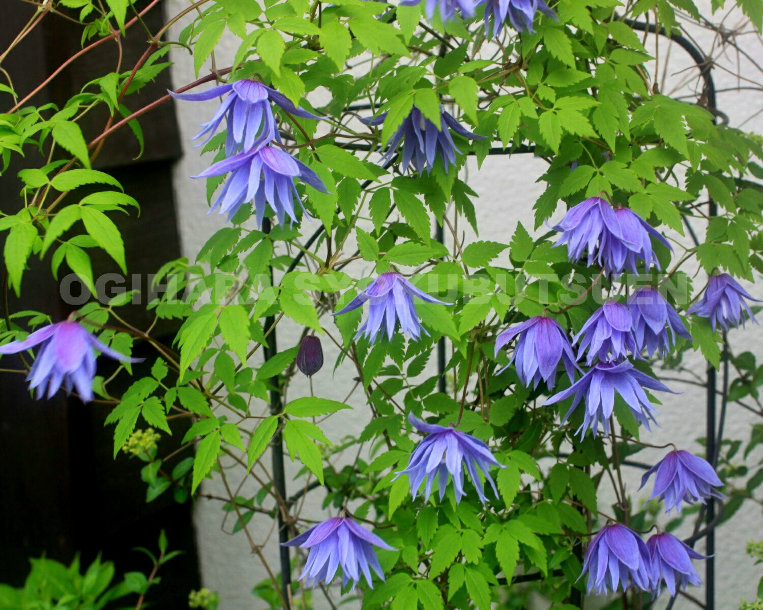 楽天市場】クレマチス マクロペタラ 2年苗 : おぎはら植物園